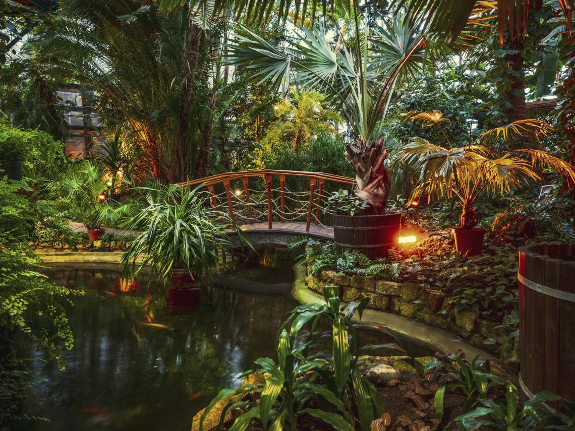 aktualność: A może wizyta w tropikach? Podczas ferii Palmiarnia Miejska jest czynna przez 7 dni w tygodniu (także w poniedziałek)